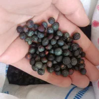گلنگ
