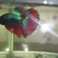 فایتر نر و ماده