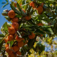 فروش خرمالو