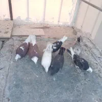 کفتر خوش رنگ|پرنده|کاشان, پشت شهربانی|دیوار