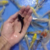 کوی بلک و یامابوکی