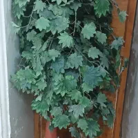 درخت چه|گل مصنوعی|اهواز, حصیرآباد|دیوار