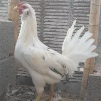 حراج و فروش خروس گلین/مرغ وخروس لاری/مرغ محلی|حراج|رفسنجان, |دیوار