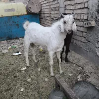 فروش کهره نر