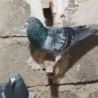 کفتر پلاکی مسافتی نژاد مولر