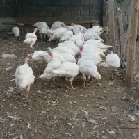 بوقلمون گوشتی
