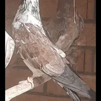 کبوتر نر کاشونی