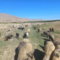 س فروش گله میش|حیوانات مزرعه|کیار, |دیوار