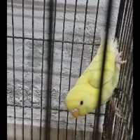 فروش یک عدد مرغ عشق جوان