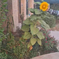 باغبانی|خدمات باغبانی و درختکاری|شوشتر, |دیوار