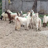 گوسفند زنده وبز آبستن وکشتاری درجه یک|حیوانات مزرعه|قائم‌شهر, |دیوار