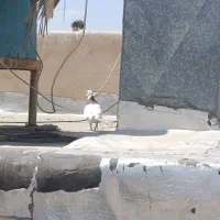یک جفت کفتر طوقی درجه یک ذات دار