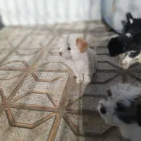 سگ پاکوتاه دوماهه نژادپاپیلون|سگ|بجنورد, |دیوار