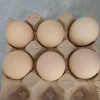 خروس برهما غول پیکر|حیوانات مزرعه|قم, نیروگاه|دیوار