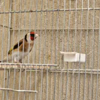 سهره جفتی بروجرد