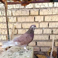 کبوتر پرشی و دم چتری