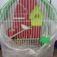 مرغ عشق|پرنده|مشهد, زمرد|دیوار