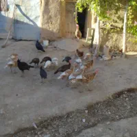 فروش بوقلمون|حیوانات مزرعه|سنندج, |دیوار