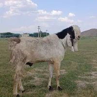 بز نر پاکستانی اصل
