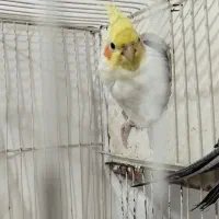 عروس هلندی لتینو|پرنده|مشهد, امیرآباد|دیوار