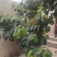 نهال آواکادو