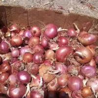 بذر پیاز|گل و گیاه طبیعی|فسا, |دیوار