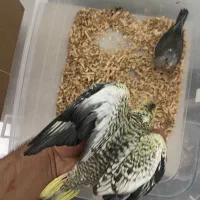 جوجه عروس هلندی نرمه خور مخصوص دستی و سخنگو کردن|پرنده|مینودشت, |دیوار