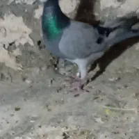 مسافتی نر