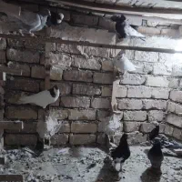 کفتر یا کبوتر پلاکی