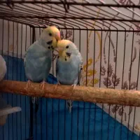 دو عدد مرغ عشق آماده تخم گذاری