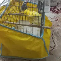 قناری نر ۳۰۰|پرنده|قم, شهرک امام حسین|دیوار