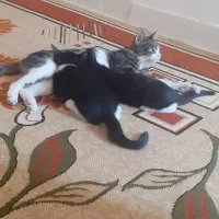 گربه