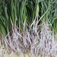 اندشت یا همون خرگریو  و پرموسیر