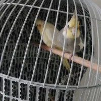 عروس هلندی نر و ماده در چناران