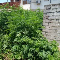 فروش  یا مشارکت برای ساخت یک قطعه زمین ۱۰۳ متری|فروش زمین و ملک کلنگی|رشت, کوی جام جم|دیوار