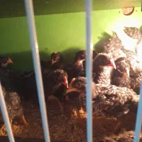 پلیموت.  آمروک