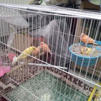 فروش قناری نر وجفت