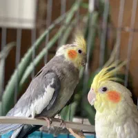 یک جفت عروس هلندی|پرنده|نورآباد, |دیوار