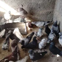 کبوتر خوش نقش ۲۰تا یجا