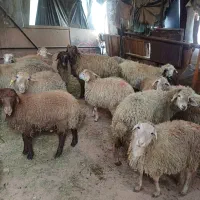 گوسفند زنده کوهستان