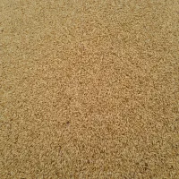 جو محلی کیلو65