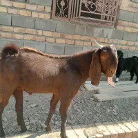 نر جوان نسلدار|حیوانات مزرعه|پیپ, |دیوار