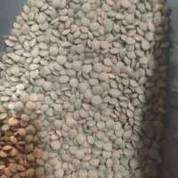 انواع حبوبات ایرانی وخارجی وبرنج کامفیروزی|خوردنی و آشامیدنی|شیراز, شیشهگری|دیوار