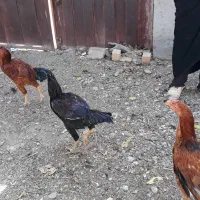 سه عدد جوجه خروس اعلا بسیار شاد|حیوانات مزرعه|مشهد, شهرک مهر آباد|دیوار