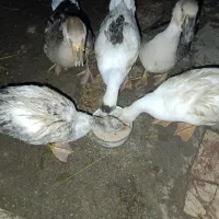 حیوانات مزرعه