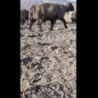 کاوه قوچ بختیاری|حیوانات مزرعه|ارژن, |دیوار