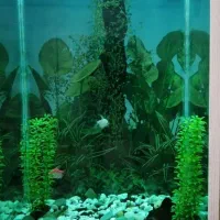 آکواریوم|ماهی|تبریز, |دیوار