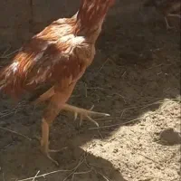 مرغ و خروس