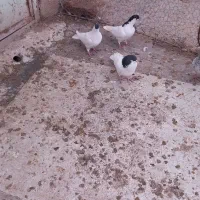 کبوترا|پرنده|اسفرورین, |دیوار