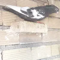 پرنده سینه قهوایی نر